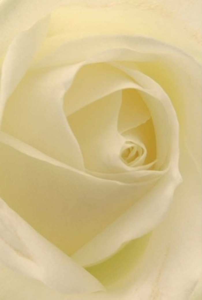 Seen up close, this pristine white rose radiates the tranquility and sophistication that defines the best of Worcester Park floral design. The petals unfold in a flawless spiral, their cream and ivory tones blending seamlessly as soft light washes across the bloom, reminiscent of sunlight drifting through parks along Central Road. For the florist, this composition is a testament to balance: resilient yet tender, fragile yet steadfast-an ideal offering for significant occasions, whether a romantic apology, a wedding centrepiece, or a quietly dignified tribute. Nuanced shadows highlight the minute gradations in each petal, their edges impossibly delicate yet arranged with absolute precision. The rose's pure, unspoken fragrance suggests serenity-always appropriate for whatever sentiment needs conveying, be it celebration or contemplation. The artistry behind the arrangement speaks to the local expertise of Worcester Park's florists, turning each bouquet into a meaningful expression delivered with genuine care and community spirit.